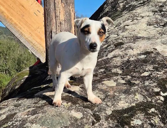 As Casinhas Do Moinho * Valenca